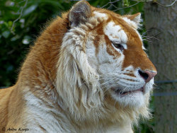 johnnyslittleanimalblog:  Golden Tiger - Olmense Zoo by Mandenno photography on Flickr. 