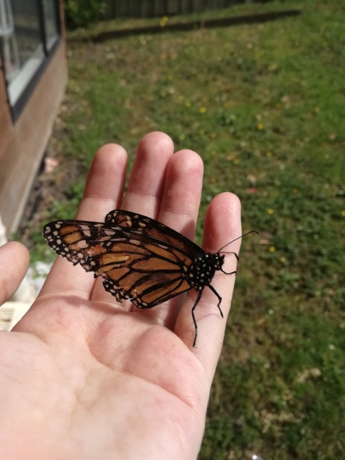 avantgardne: Our house is basically a Monarch rehab centre. Our cat catches every butterfly that wan