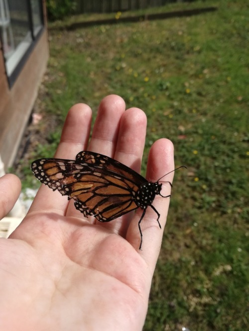 avantgardne:Our house is basically a Monarch rehab centre. Our cat catches every butterfly that wand