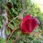 giusepinas-blog