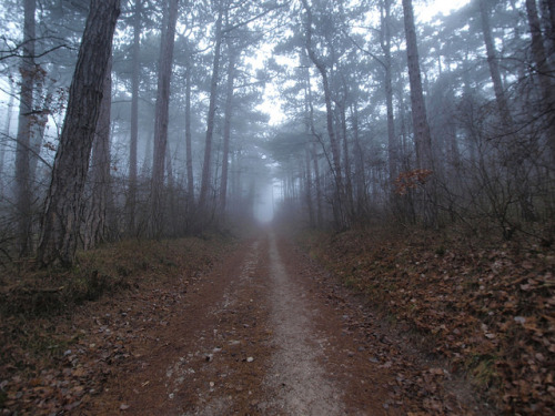 Road to the former quarry by Roberto Verzo on Flickr.