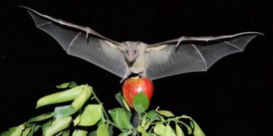Bats Fact #27