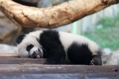 giantpandaphotos:  Ku Ku at the Chimelong Safari Park in China on January 2, 2015. © Pterodactyl Fung.