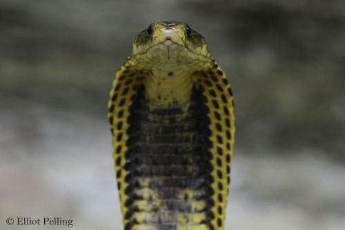 lovingexotics: Samar Cobra Naja Samarensis Source: Here