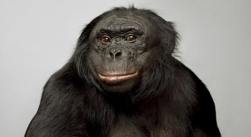 Kanzi,the bonobo  photographed by Vincent J. Musi