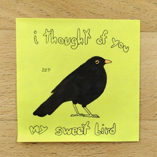 227. Common Blackbird