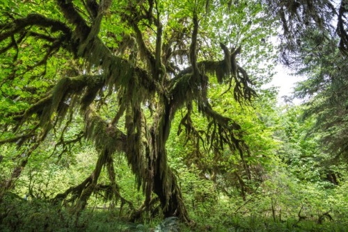 Hoh Rainforest, Olympic National Park, WA @zeisenhauer