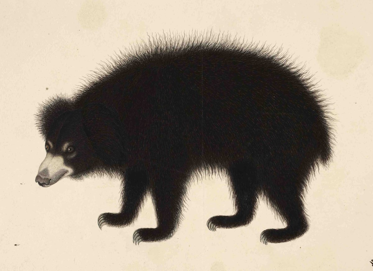 Bear s eye. Нарисовать медведя губача. Медведь губач рисунок. Медведь губач детский рисунок. Губач пятнистый рисунки.