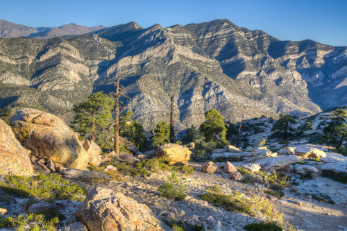 mypubliclands:  Ending the day with new photos of Red Rock Canyon National Conservation Area and wilderness within the stunning desert landscape – by Bob Wick, BLM.  The grey limestone of the La Madre Peaks Wilderness contrasts beautifully with the