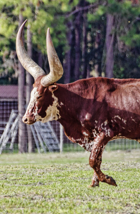 Ankole-Watusi Cattle (Bos taurus)