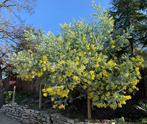 ruthbancroftgarden: Acacia podalyriifolia Australia has an incredible assortment of Acacia species, 