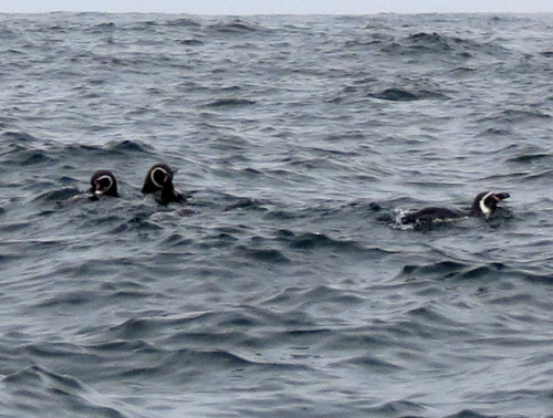 Humbolt Penguins at Pucusana beach. Lima-PeruSource:http://wingandsong.wordpress.com/