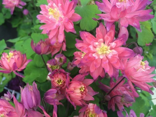 kinomatika:  Went to a nursery today p:  Bonus points if you can name every variety!