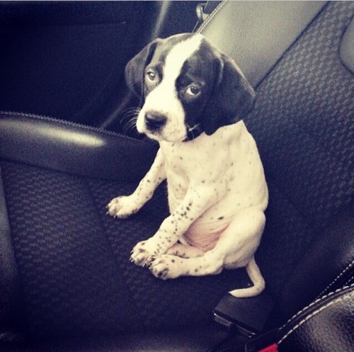 cutepuppiesandstuff:  www.BuyingAPuppy.com If you don’t adopt, at least buy smart!