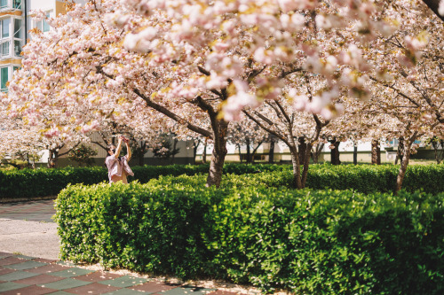 2022-04-17Spring, Cherry BlossomCanon EOS R3 + RF15-35mm f2.8L ISCanon EOS R6 + RF50mm f1.2LInstagra