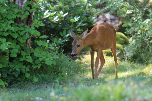 michaelnordeman: Roe deer/rådjur.