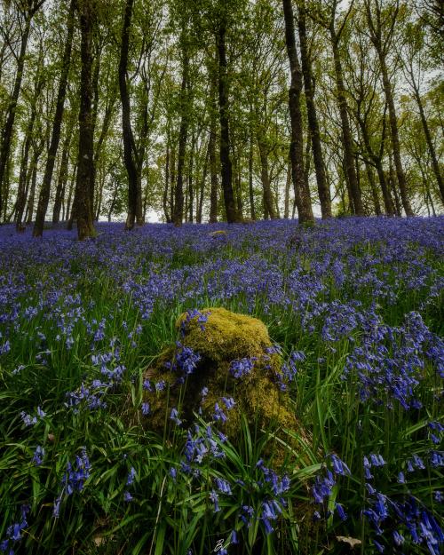 adventuresinfinity: Missing the bluebells this year, but excited to see them again next year with lu