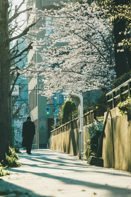 大阪市内の桜 By Igu 