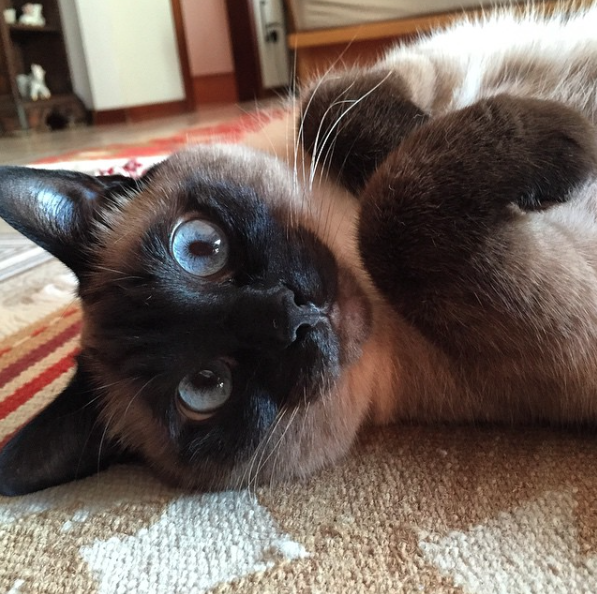 catsbeaversandducks:  Agata: She’s Cute, Crazy And Cross-Eyed “What?! I’m not