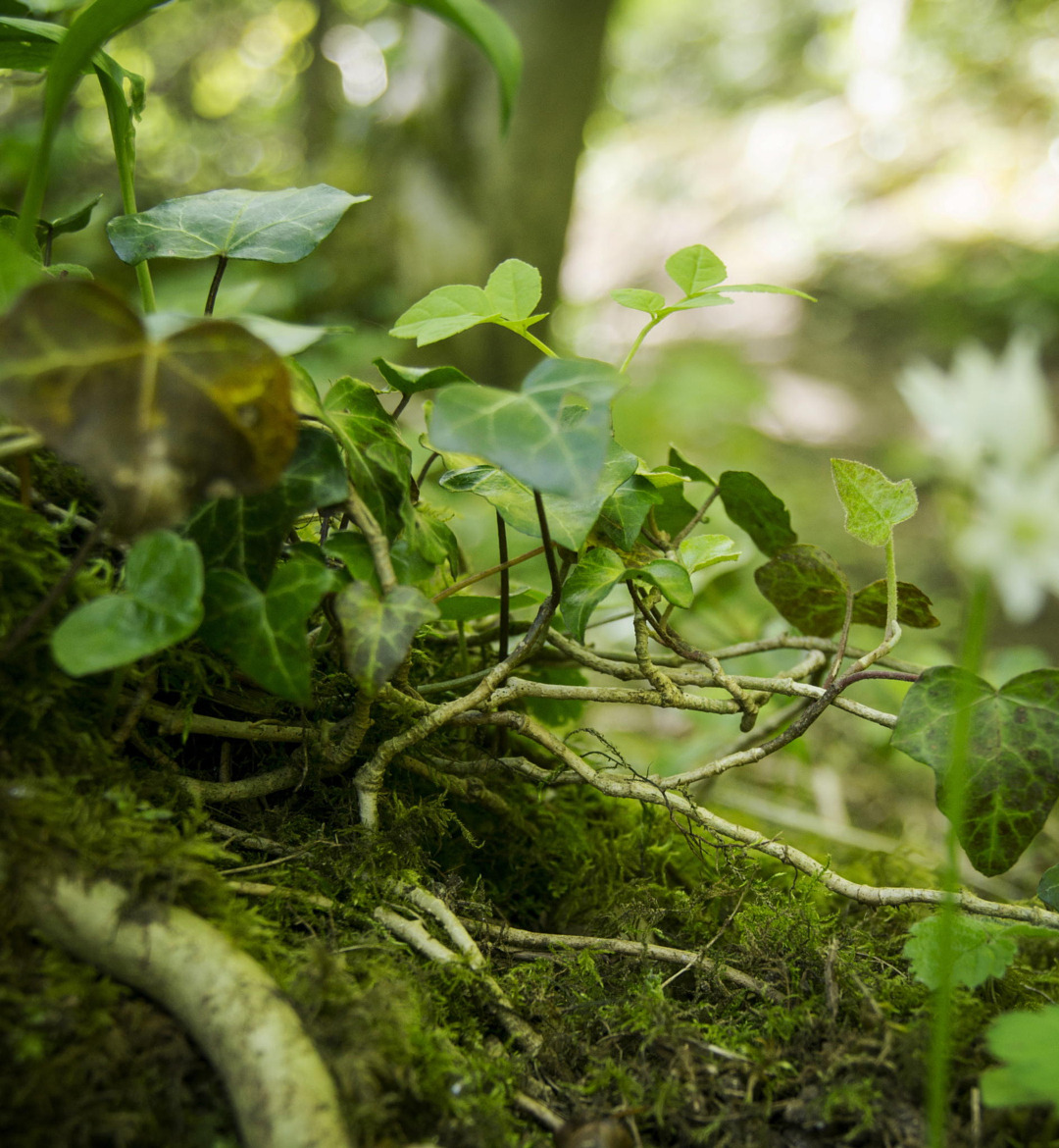 outdoormagic: Hidden by Mary