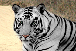 totallytransparent:  Semi Transparent Tiger (Fur matches colour of your blog - drag it!)Made by Totally Transparent