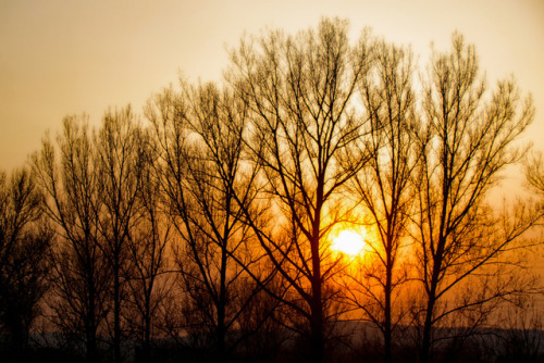 The sun sets over the old year. Die Sonne senkt sich über dem alten Jahr.Sun set behind trees, 2012.