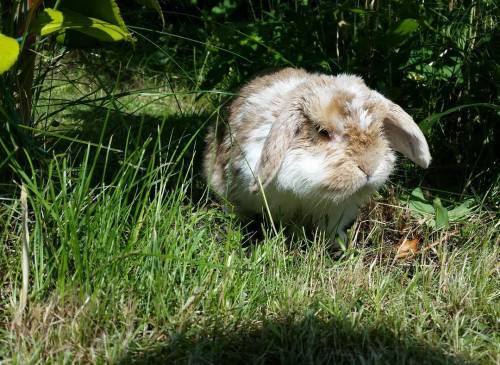 Moody Jubs #jubbybunny #rabbit #bunny #jubby #lop #minilop #hollandlop #cute #kawaii #usagi #lapin #