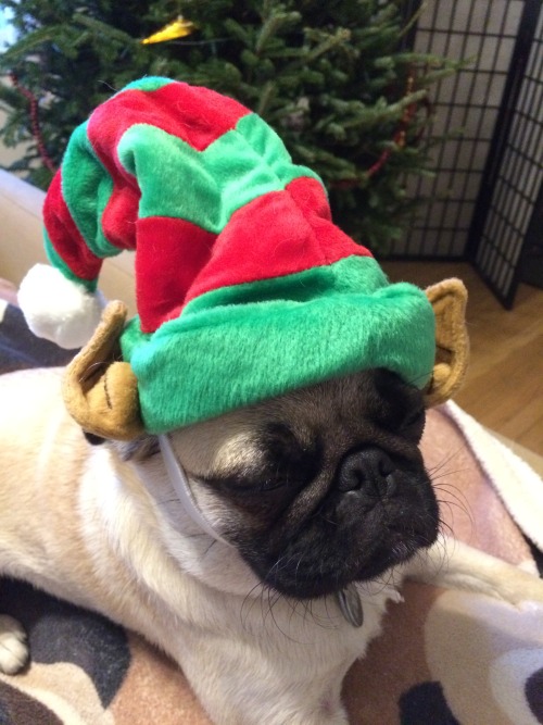 wombatarama: Poor Momo, I found the bag of pug Christmas outfits