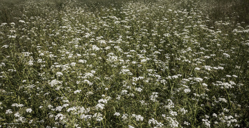 der-gorgonaut:   // white &amp; yellow //  web     facebook     flickr