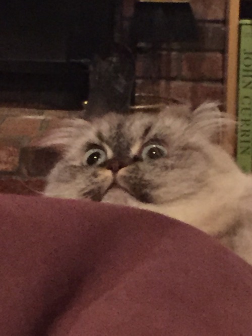 whyisntketchupasmoothie:The terrified expressions of the nameless cat