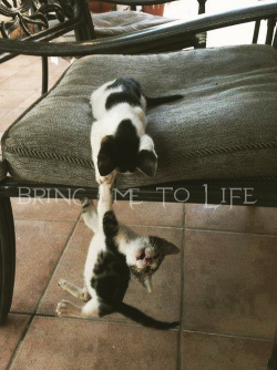 lovelyamylee:  #Evanescence songs w/ cats 1. Bring me to purrlife 