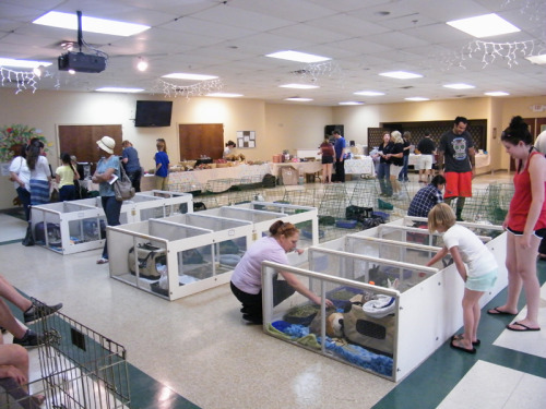 fortunas-sands:    Bunny Fest, put on by    Georgia House Rabbit Society, went over really well. We had a bunny Hoppy Hour event as well. The event was actually longer than an hour, and was very well received. Lots of bunnies got to meet each other in