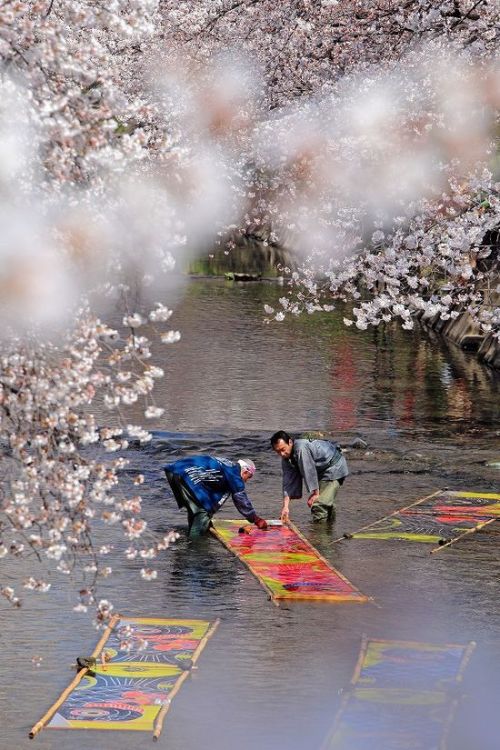 i-like-cake-and-other-stuff: Gojo River, Iwakura, Aichi, Japan (Nonbori-arai, washing the glue off f