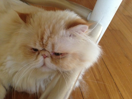 lucifurfluffypants: Day 1,095 of my captivity