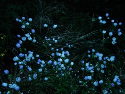 cemetery:   ghostly meadow, hundreds of grasshoppers