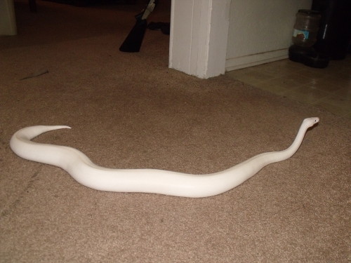 i-m-snek:Leliana shed! She’s approaching 2000g fast, and doesn’t seem to be stopping :P Maybe she’ll