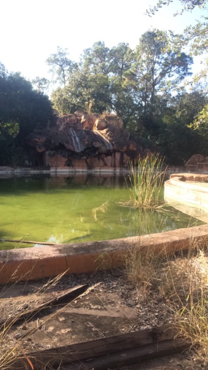 Today I was able to view Disney’s abandoned River Country (through and over a fence) and take 
