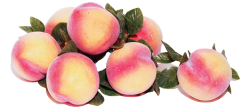 pngif:  bitter-feminist:  pngif:  cute transparent peaches  ur a cute transparent peach  no u for sure 