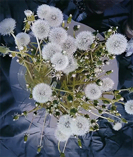 fluffygif:Bloomed dandelions by hobopeeba