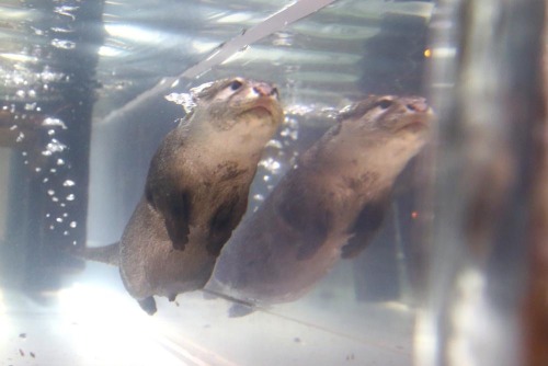 maggielovesotters: Lovely photos of otter swimming from Otterbeginner twitter.com/otterbegin