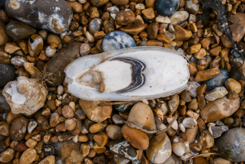 Beachcomber - weekly round up of my daily walks along the beach and findsGRD III &amp; X100