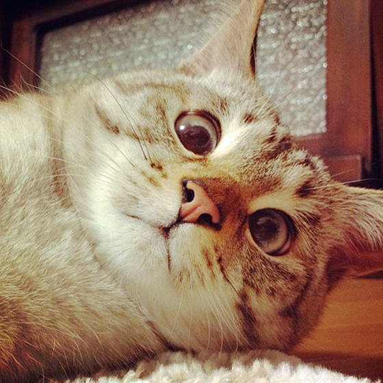 tastefullyoffensive:  Cross-Eyed CatsPreviously: Derpy Cats, Derpy Dogs
