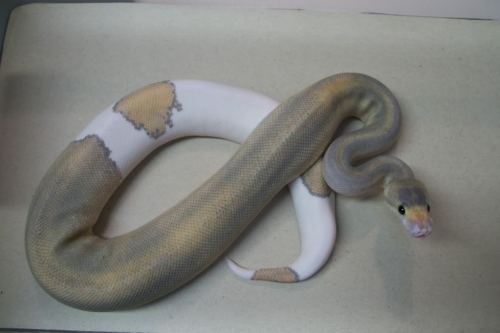 fuckyeahballpythons:  An extreme ringer Cinnamosa (HypoxCinnamonxChapagne).  