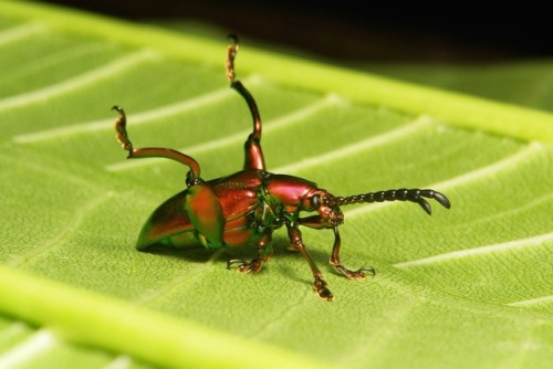 sinobug:Frog-legged Leaf Beetle (Sagra femorata, Chrysomelidae) by Sinobug (itchydogimages) on Flick