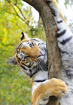 llbwwb:   (via Siberian Tiger by Guido Wacker / 500px) 