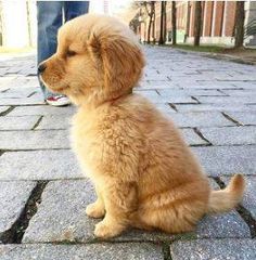 Cute dogs world on Tumblr: Image tagged with dog, doglover, Cute Dogs