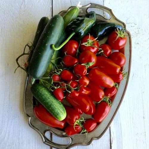 Greenhouse harvest! Lots of beautiful tomatoes, peppers and cucumbers out there. Fresh food is the b
