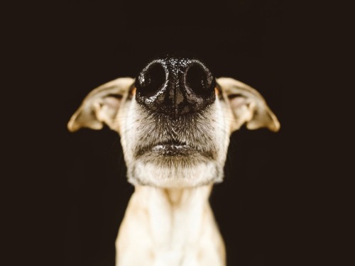 XXX gravitationalbeauty:  By Elke Vogelsang photo