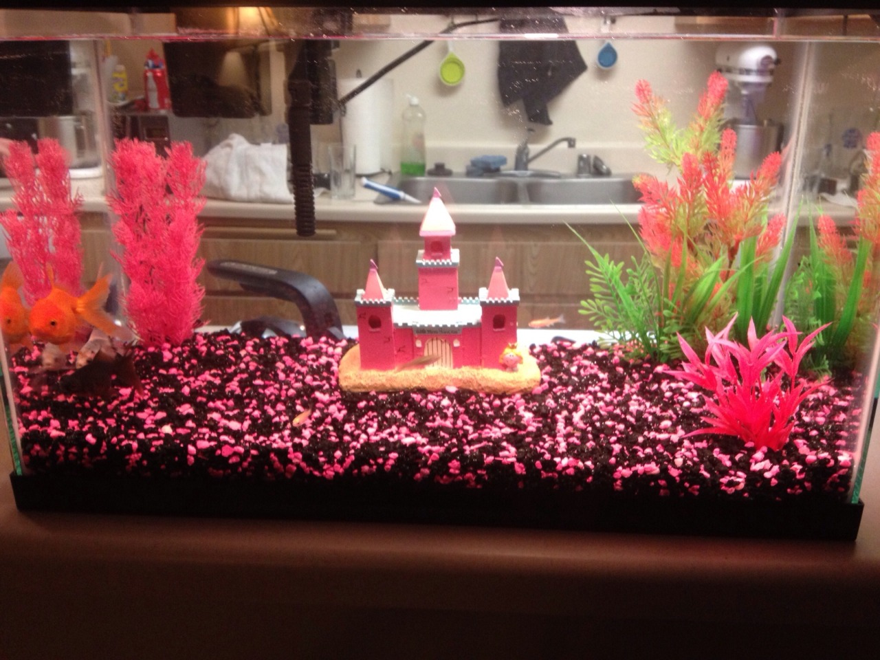 My new guilt from princess. There&rsquo;s 6 fish in here. Isn&rsquo;t princess