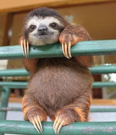 granmabarb:babyanimalgifs:BABY SLOTHS ARE THE CUTESTThey really are